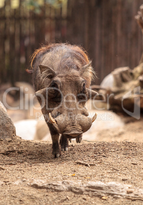 Common warthog called Phacochoerus africanus