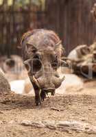 Common warthog called Phacochoerus africanus