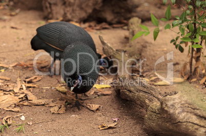 Eastern crested guineafowl called Guttera pucherani