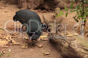 Eastern crested guineafowl called Guttera pucherani