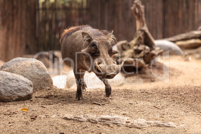 Common warthog called Phacochoerus africanus