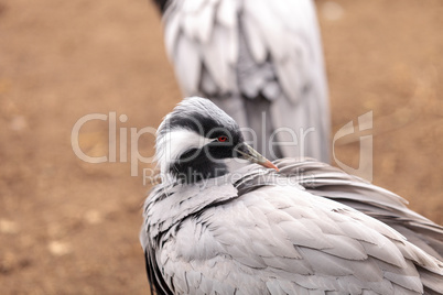 Demoiselle crane Grus virgo preens