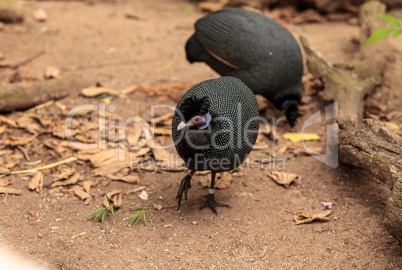 Eastern crested guineafowl called Guttera pucherani