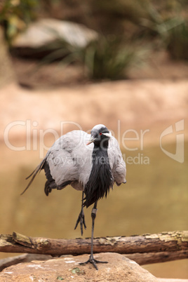 Demoiselle crane Grus virgo preens