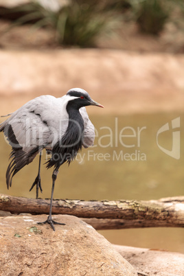 Demoiselle crane Grus virgo preens