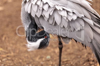 Demoiselle crane Grus virgo preens