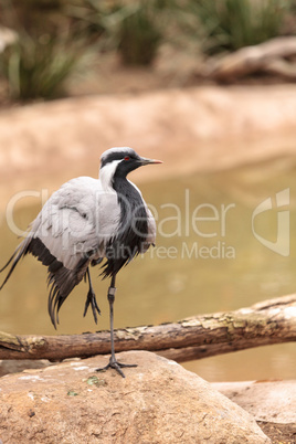 Demoiselle crane Grus virgo preens