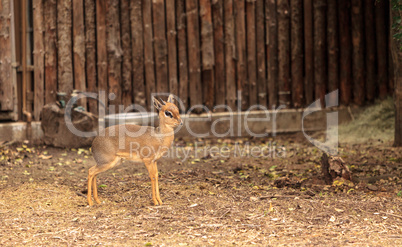 Cavendishs dik dik called Madoqua kirkii cavendish