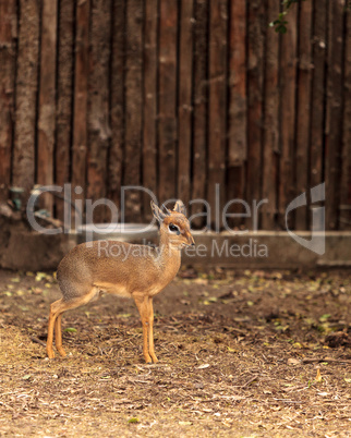 Cavendishs dik dik called Madoqua kirkii cavendish