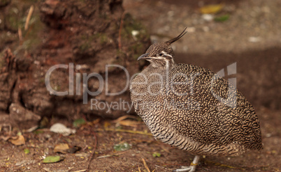 Elegant crested tinamou called Eudromia elegans