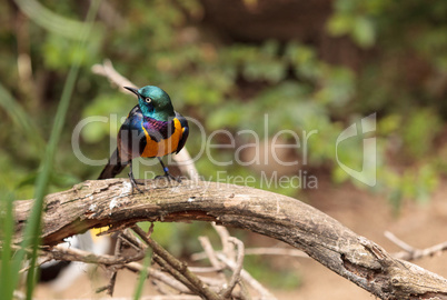 Golden-breasted starling called Lamprotornis regius