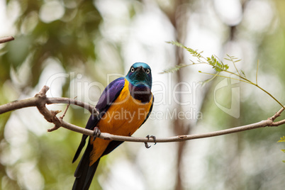 Golden-breasted starling called Lamprotornis regius