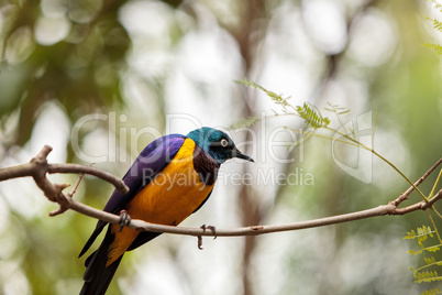 Golden-breasted starling called Lamprotornis regius