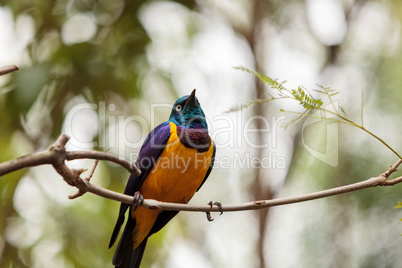 Golden-breasted starling called Lamprotornis regius