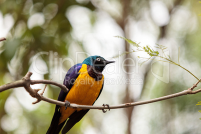 Golden-breasted starling called Lamprotornis regius