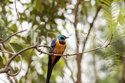 Golden-breasted starling called Lamprotornis regius