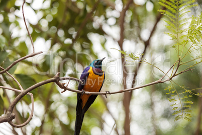 Golden-breasted starling called Lamprotornis regius