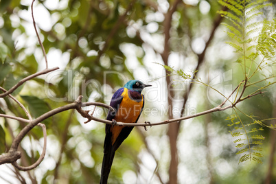 Golden-breasted starling called Lamprotornis regius