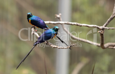 Golden-breasted starling called Lamprotornis regius