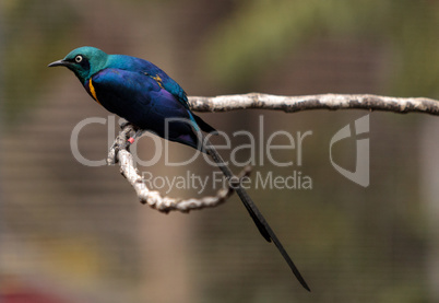 Golden-breasted starling called Lamprotornis regius