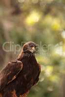 Golden eagle Aquila chrysaetos