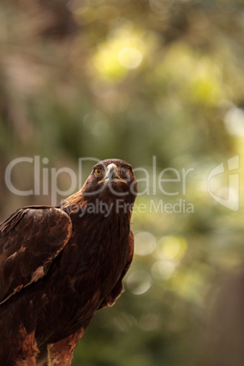 Golden eagle Aquila chrysaetos