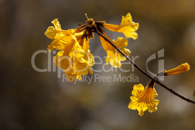 Yellow flowers on a golden trumpet tree