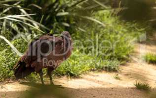 Hadada ibis called Bostrychia hagedash