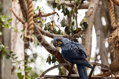 Hyacinth Macaw parrot Anodorhynchus hyacinthinus