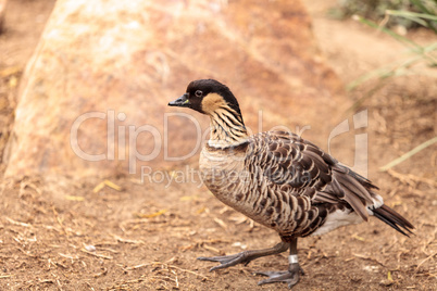 Hawaiian goose called Branta sandvicensis