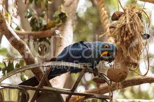 Hyacinth Macaw parrot Anodorhynchus hyacinthinus