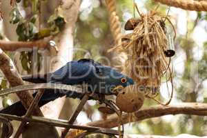 Hyacinth Macaw parrot Anodorhynchus hyacinthinus