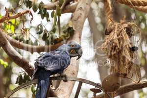 Hyacinth Macaw parrot Anodorhynchus hyacinthinus