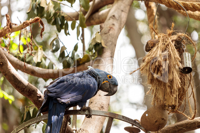 Hyacinth Macaw parrot Anodorhynchus hyacinthinus