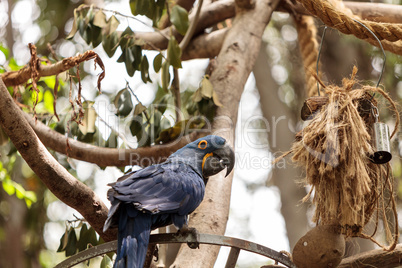 Hyacinth Macaw parrot Anodorhynchus hyacinthinus