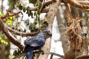 Hyacinth Macaw parrot Anodorhynchus hyacinthinus