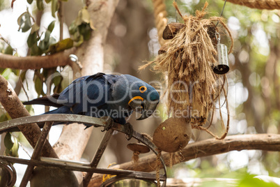 Hyacinth Macaw parrot Anodorhynchus hyacinthinus