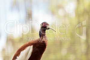 Madagascar crested ibis called Lophotibis cristata