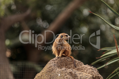 Meerkat , Suricata suricatta