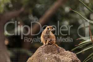 Meerkat , Suricata suricatta