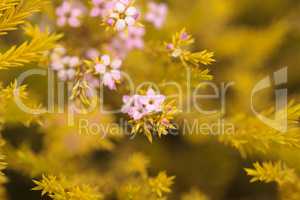 Mexican heather with tiny pink flowers