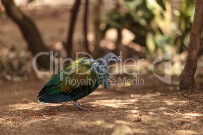 Nicobar pigeon called Caloenas nicobarica