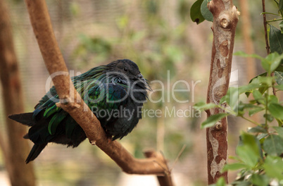 Nicobar pigeon called Caloenas nicobarica