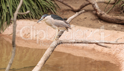 Night heron called Nycticorax nycticorax