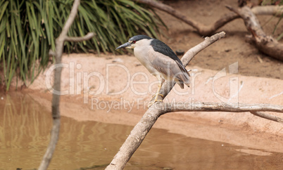 Night heron called Nycticorax nycticorax