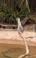 Night heron called Nycticorax nycticorax