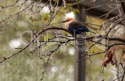 Northern purple roller called Coracias naevius naevius