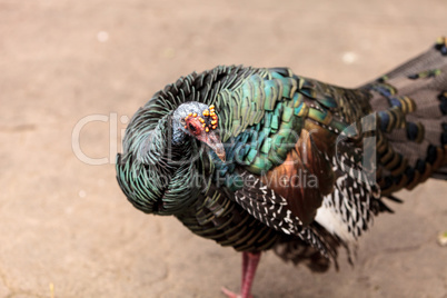 Ocellated turkey called Meleagris ocellata