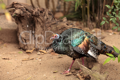 Ocellated turkey called Meleagris ocellata