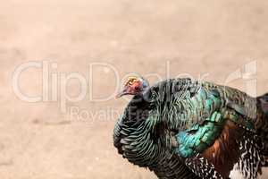 Ocellated turkey called Meleagris ocellata